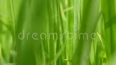 在明媚的午后阳光下，穿过清爽的绿色稻田，清新的稻树叶